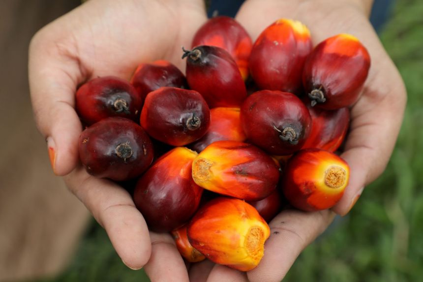 2021 01 14t093957z 577494642 rc2l7l9l0w25 rtrmadp 3 asia palmoil