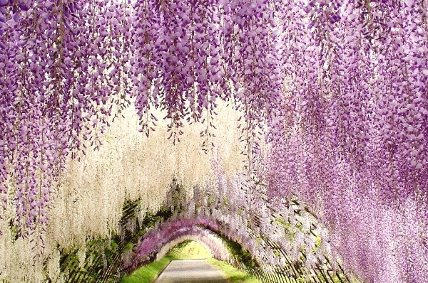 Japan7