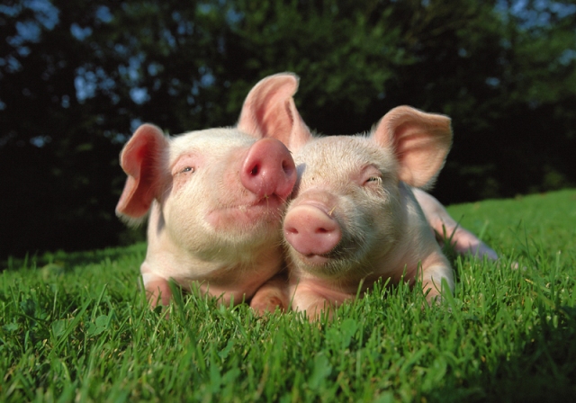 Pig