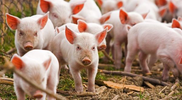 Pig2