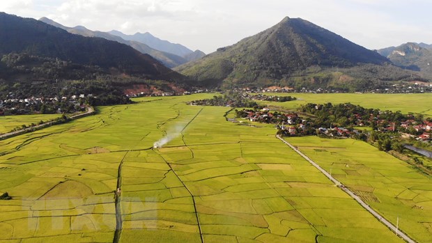 ttxvn canh dong lua