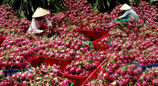 tang cuong kiem tra thanh long xuat sang chau au 145708558