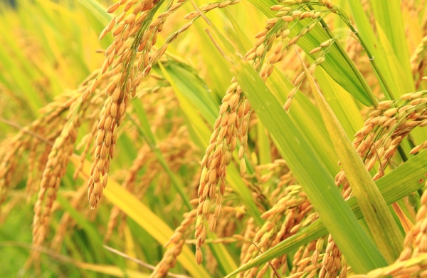 rice
