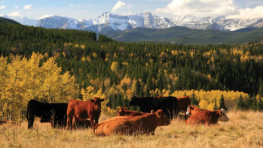 Cattle in Canada 157286827 C ImagineGolf AdobeStock