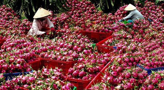 thanh long