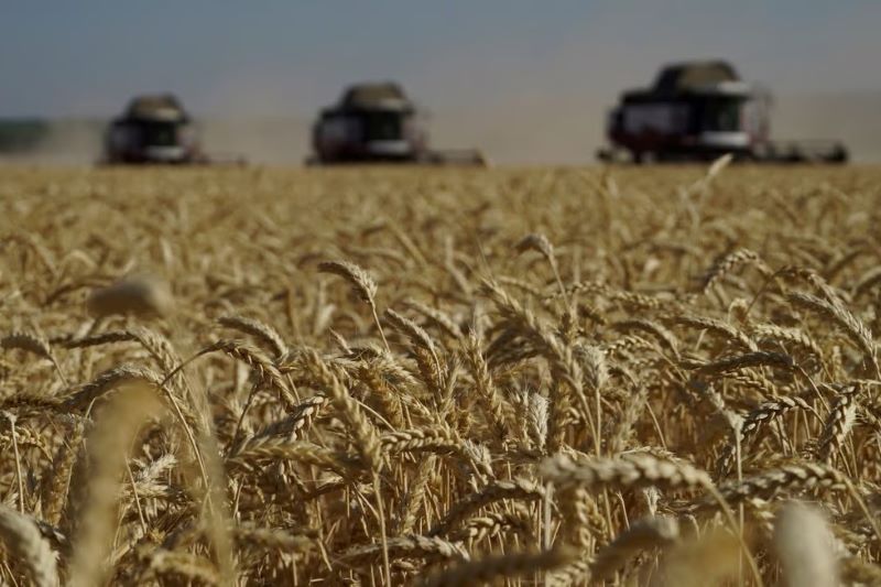U wheat