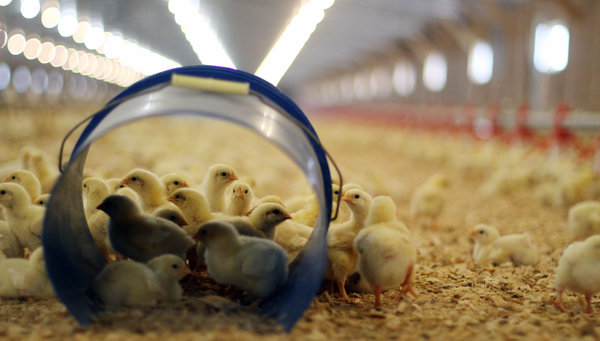 CHICKEN-farm