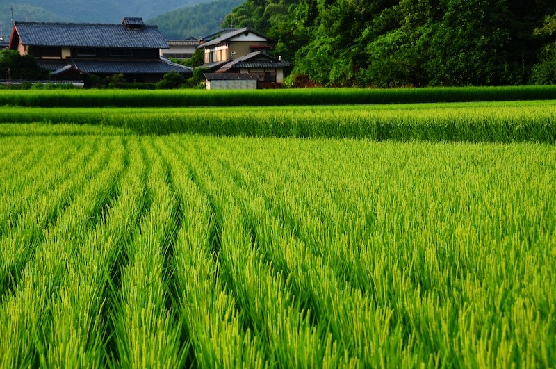 rice field