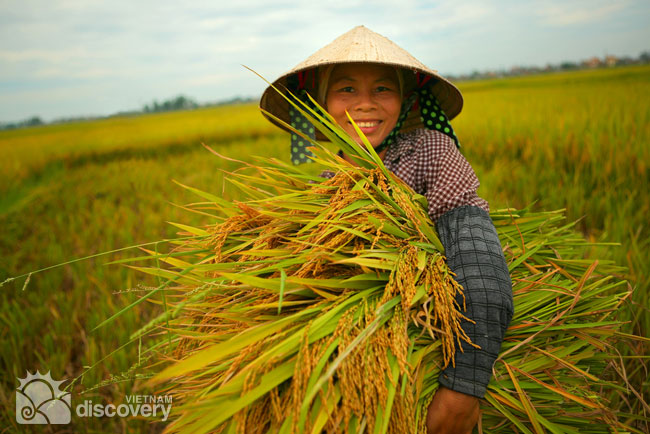 vietnam farmer