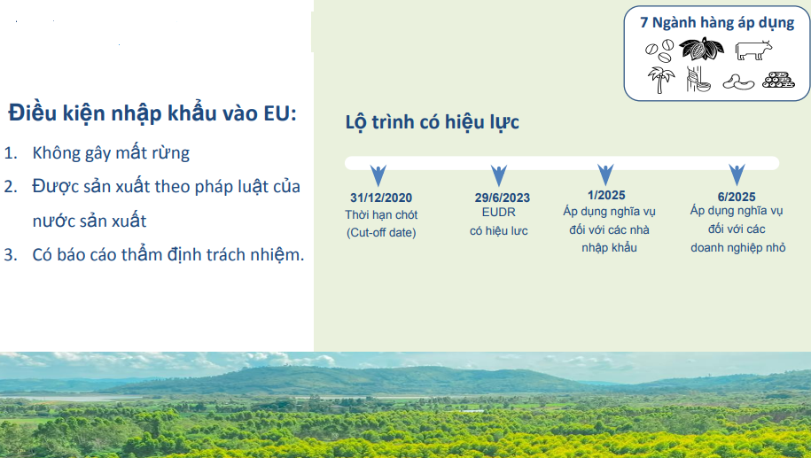 emagazine tat tan tat ve quy dinh eudr cua eu va cac buoc doanh nghiep can thuc hien 66f777e6c2932
