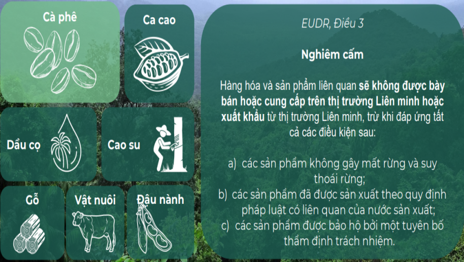 emagazine tat tan tat ve quy dinh eudr cua eu va cac buoc doanh nghiep can thuc hien 66f77829630b3
