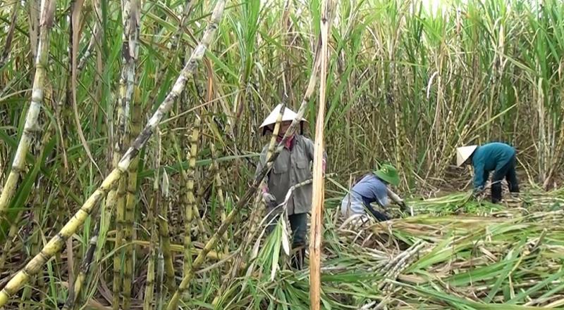 nghe an nguoi dan phan khoi vi gia mia duong nguyen lieu duoc tang them 60000dtan