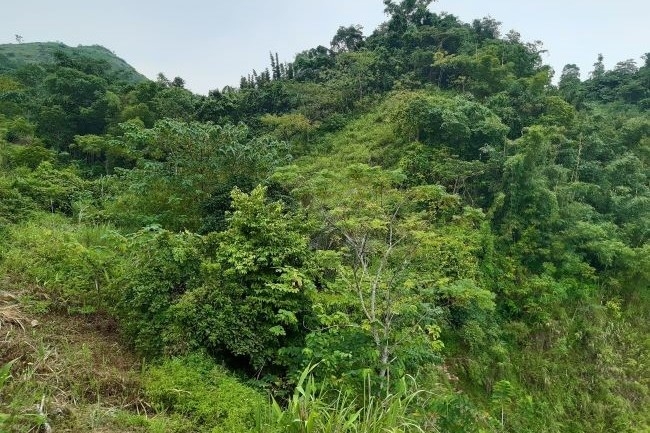 mot vai suy nghi ve thi truong carbon va cac gia tri kinh te trong phat trien ben vung
