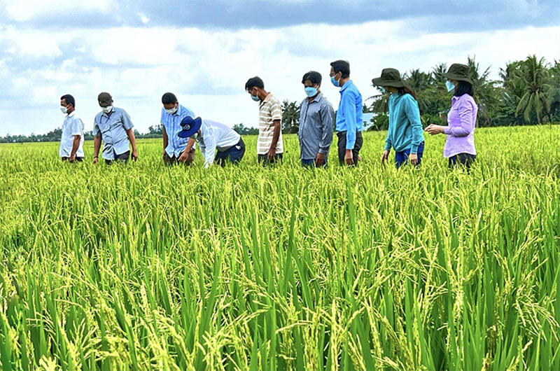 VietnamRiceFarming copy