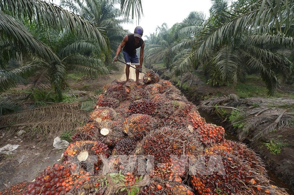 indonesia khieu nai eu tai wto ve van de dau co