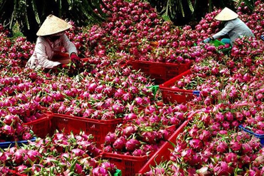 Xuat Khau Thanh Long
