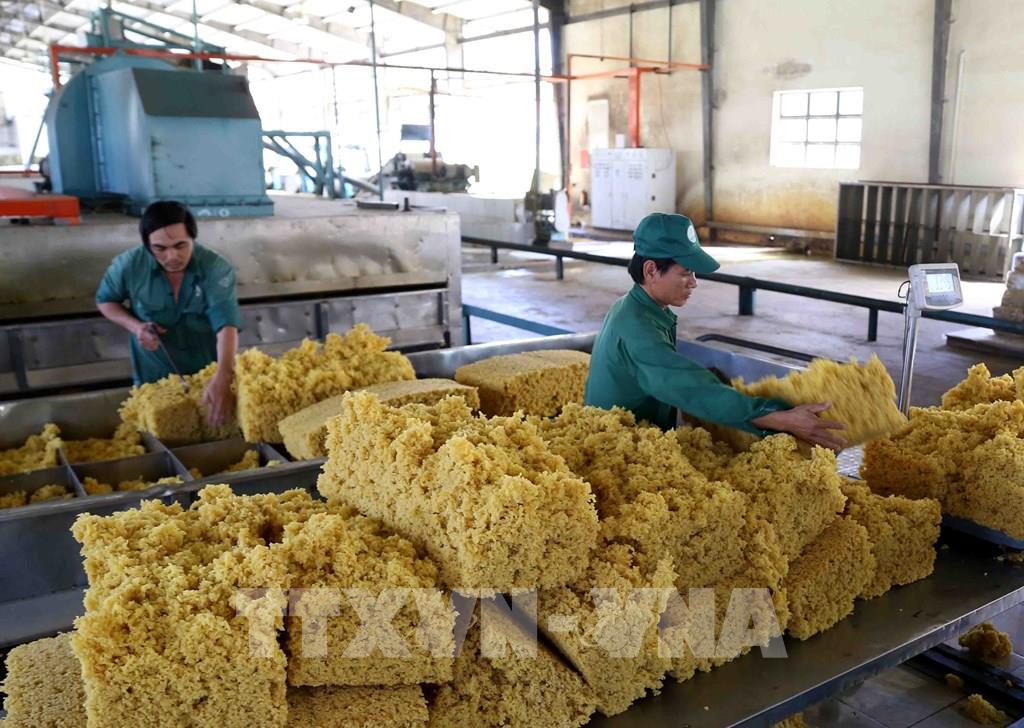 tap doan cao su khai thac hon 307 nghin tan mu cao su
