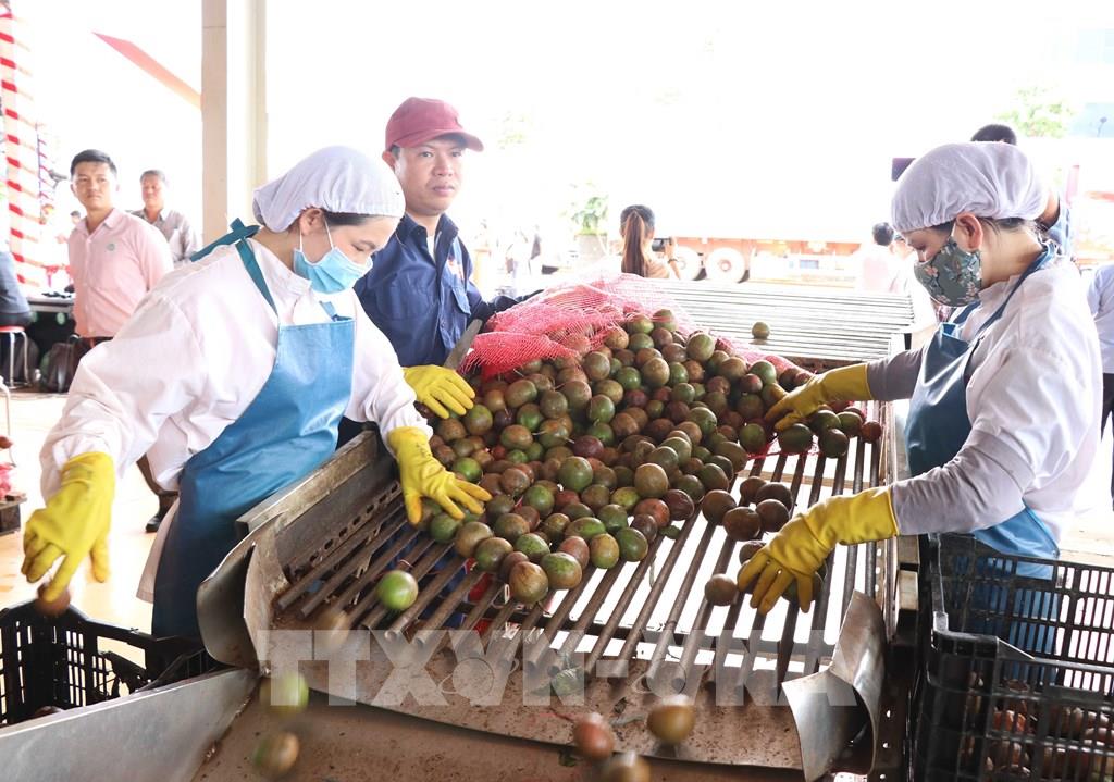 151017 evfta gia lai xuat khau lo hang chanh leo dau tien sang chau au
