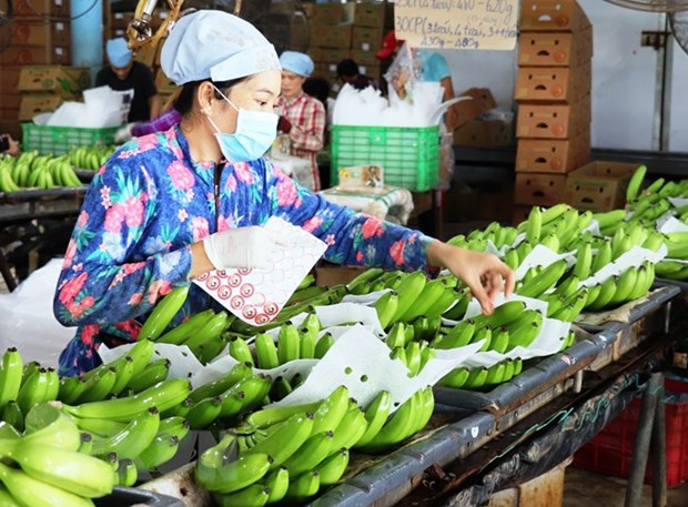 fruit veggie exports