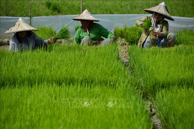 indonesia luong thuc