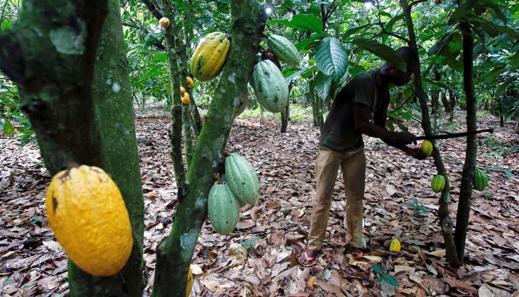cacao tay phi