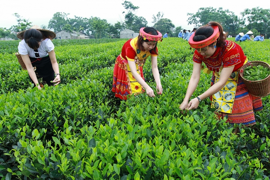 xuat khau che