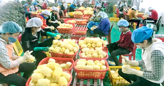 nhieu du dia cho xuat khau dua sang thi truong chau au