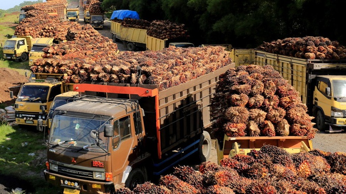 indonesia xuat khau dau co