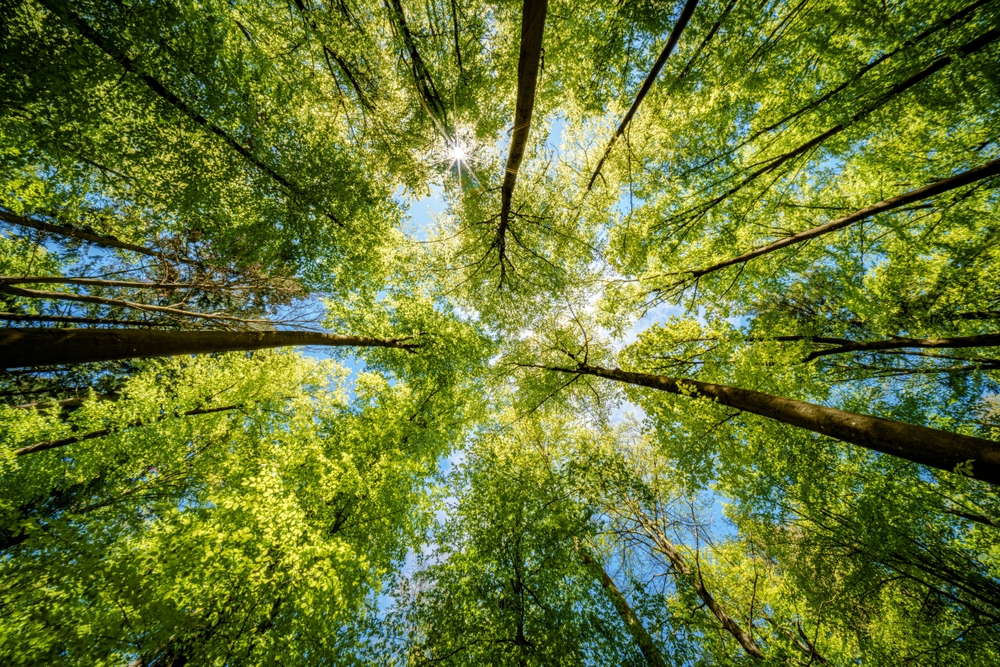 shutterstock 2455263017