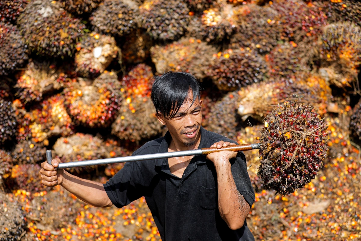 thu hoach dau co indonesia 0dc10