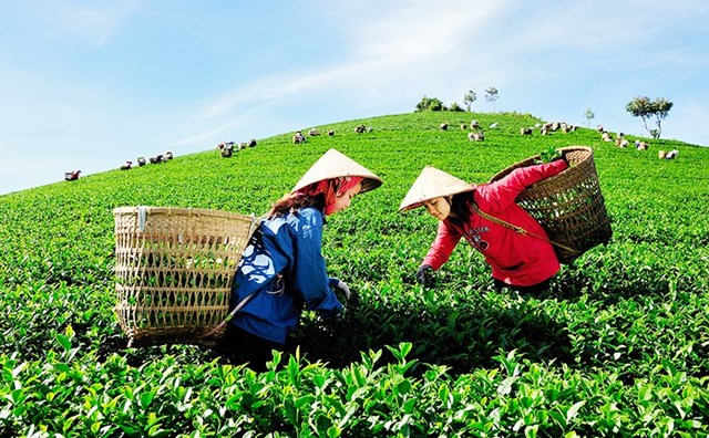 nong san huu co