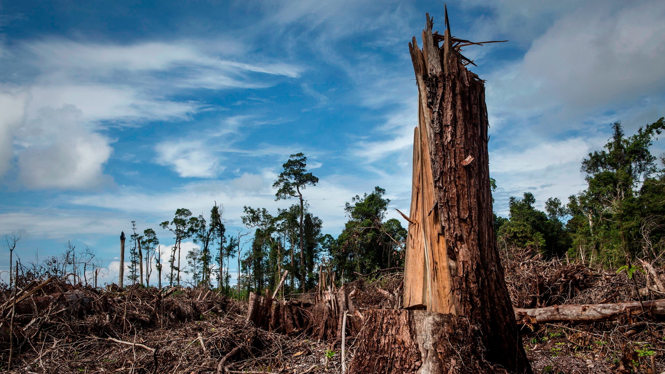 eu deforestation