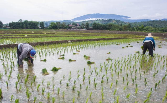 san luong gao