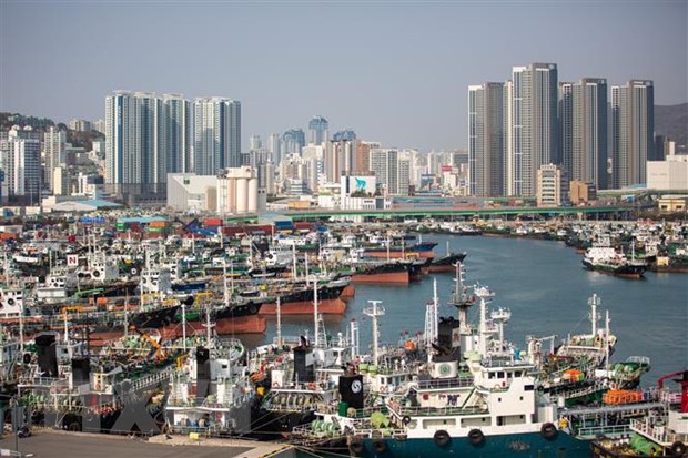 ttxvn cang busan