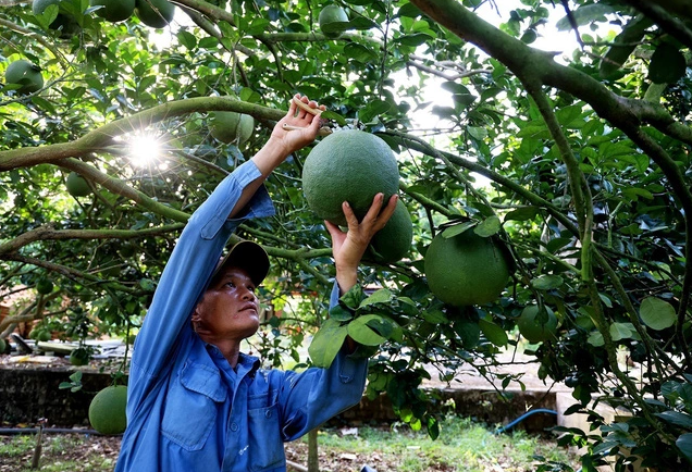 ma so vung trong