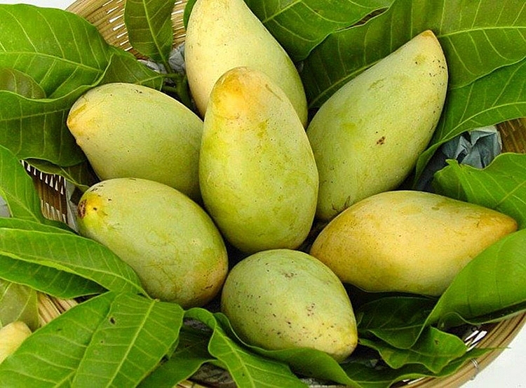 ma so vung trong