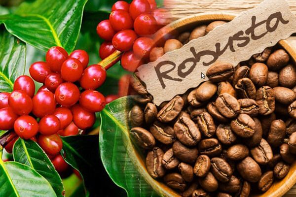 cafe robusta