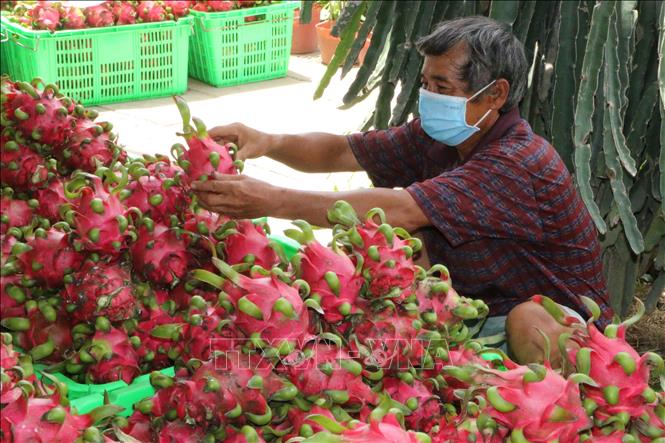 xk thanh long