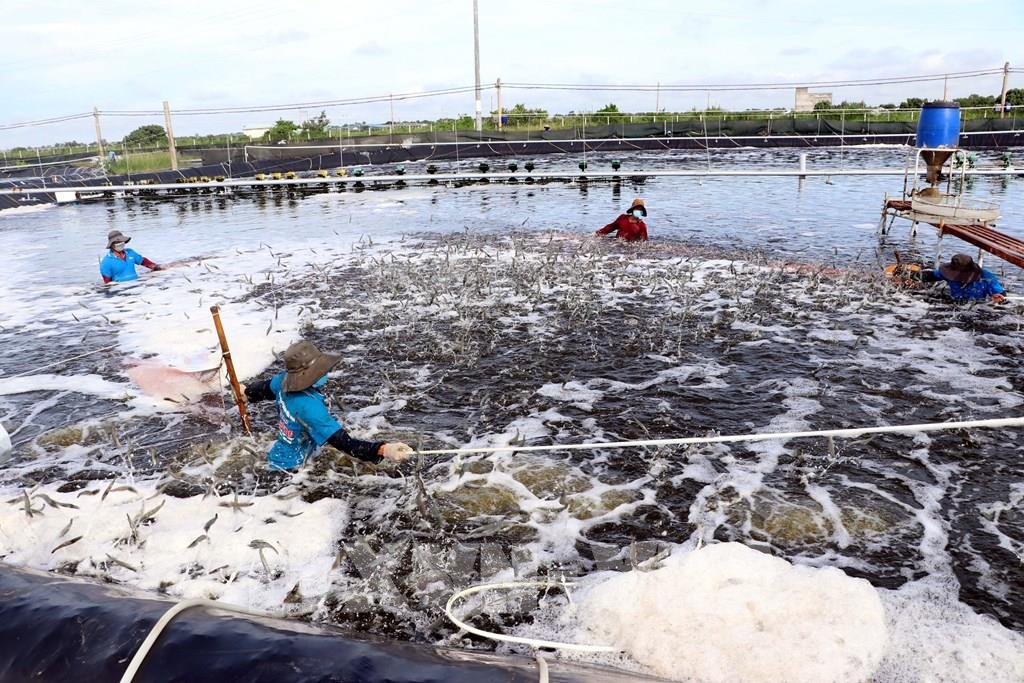 bi thu tinh uy soc trang khao sat tinh hinh nuoi trong thu hoach va tieu thu thuy san