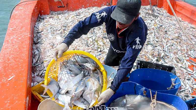 iuu