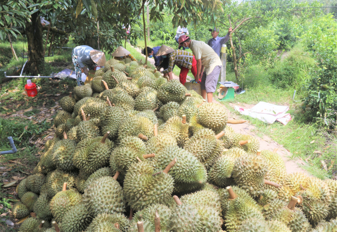 ket noi quang ba va xuc tien tieu thu san pham cay an trai
