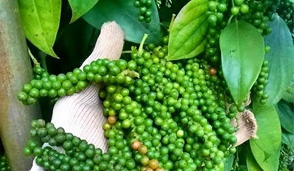 gia ho tieu hom nay ngay 25 5 2020 nongnghiep 075217 153