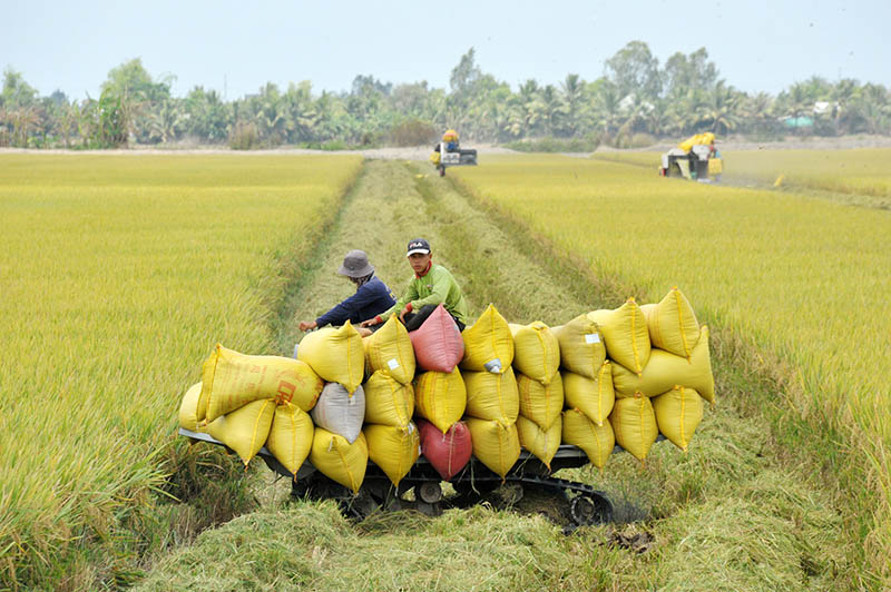 Thu hoạch lúa Đông Xuân ở ĐBSCL