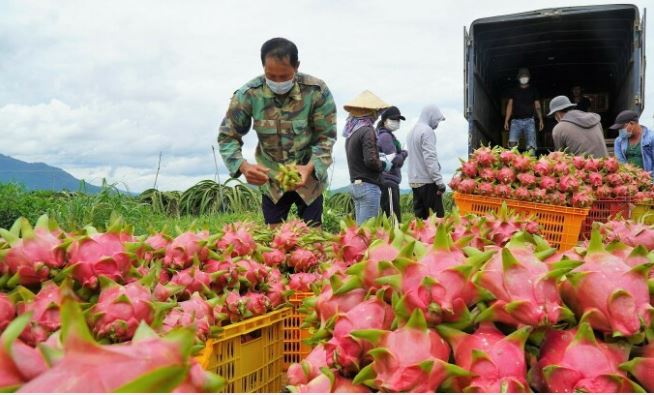 thanh long
