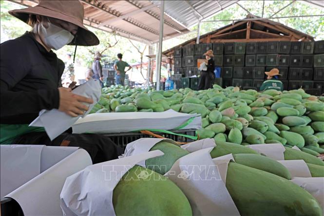 nong san 051224
