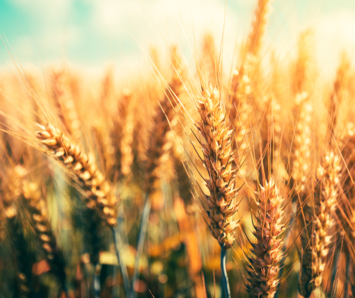 secondaryimage wheat 510