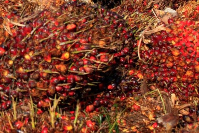 palm oil 1477101569415 VRJA