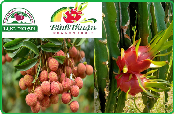 day manh bao ho nhan hieu chi dan dia ly cac san pham xuat khau cua viet nam