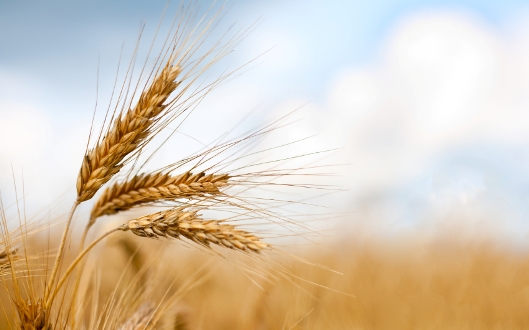 Agriculture-17