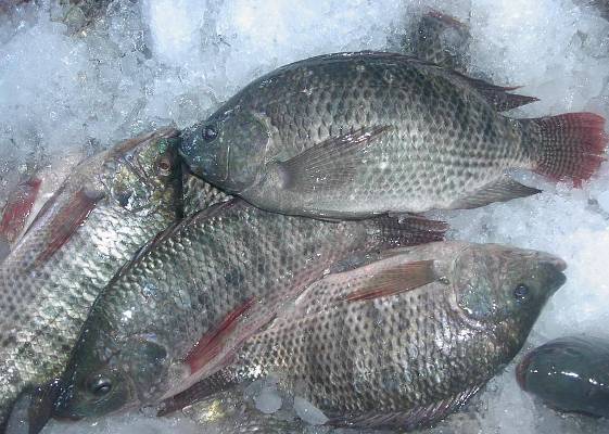 Fish-Tilapia